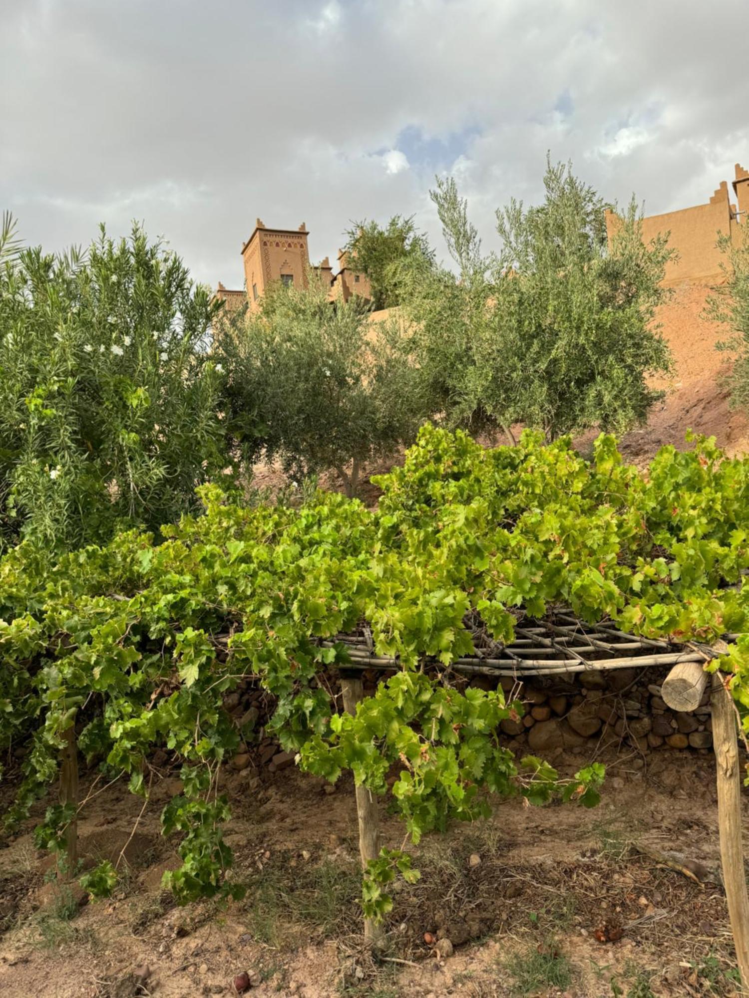 Kasbah Ait Benhadda 호텔 스쿠라 외부 사진